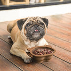 TrailPaw Collapsible Silicone Travel Dog Bowl