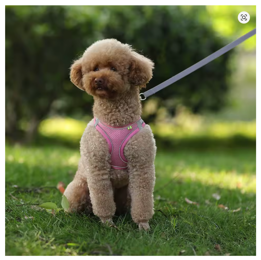 TrailPaw Reflective Mesh Harness & Leash Set